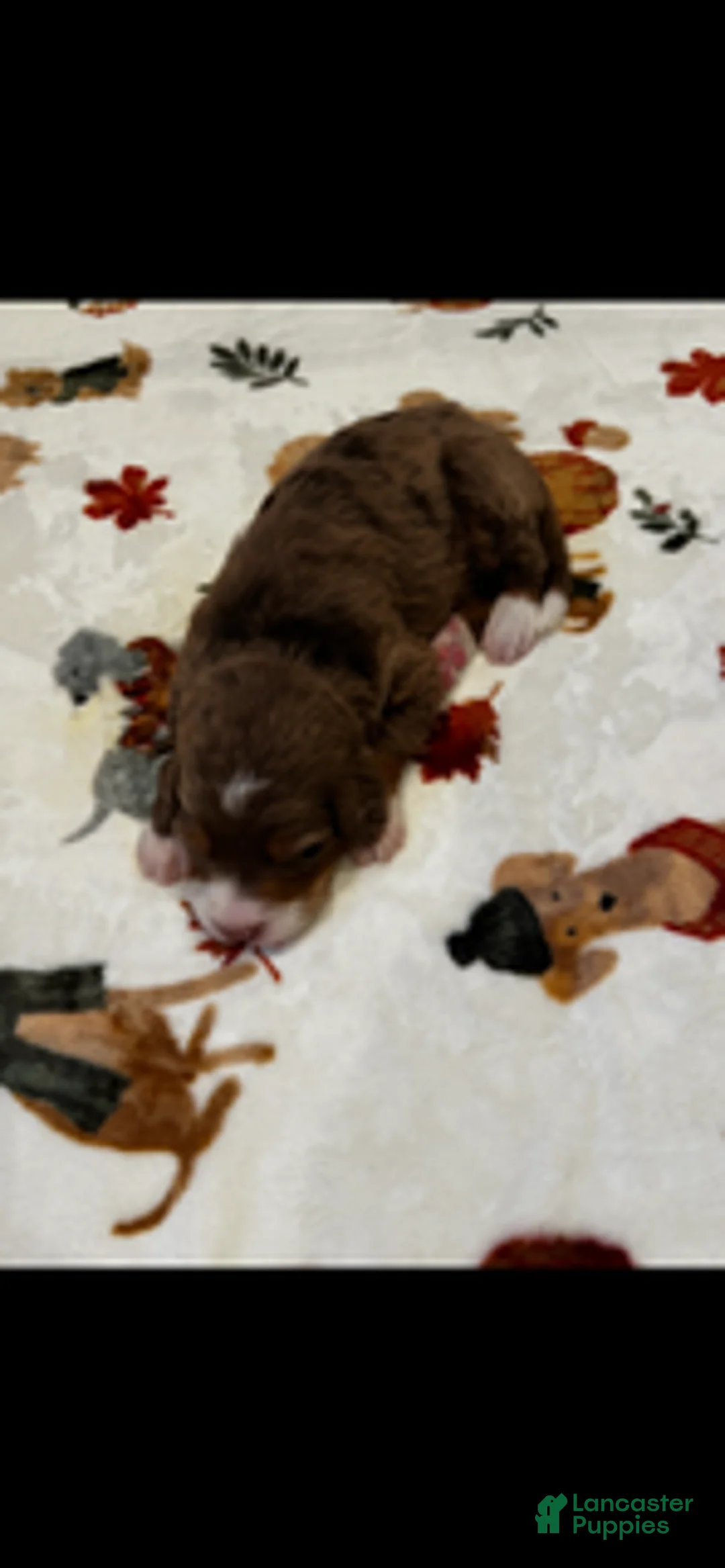 Bernedoodle dogs for sale: Chocolate Hershey (Grey) - Ad 1