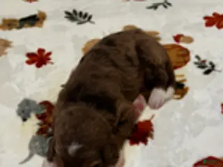 Bernedoodle dogs Chocolate Hershey (Grey) - Ad 1