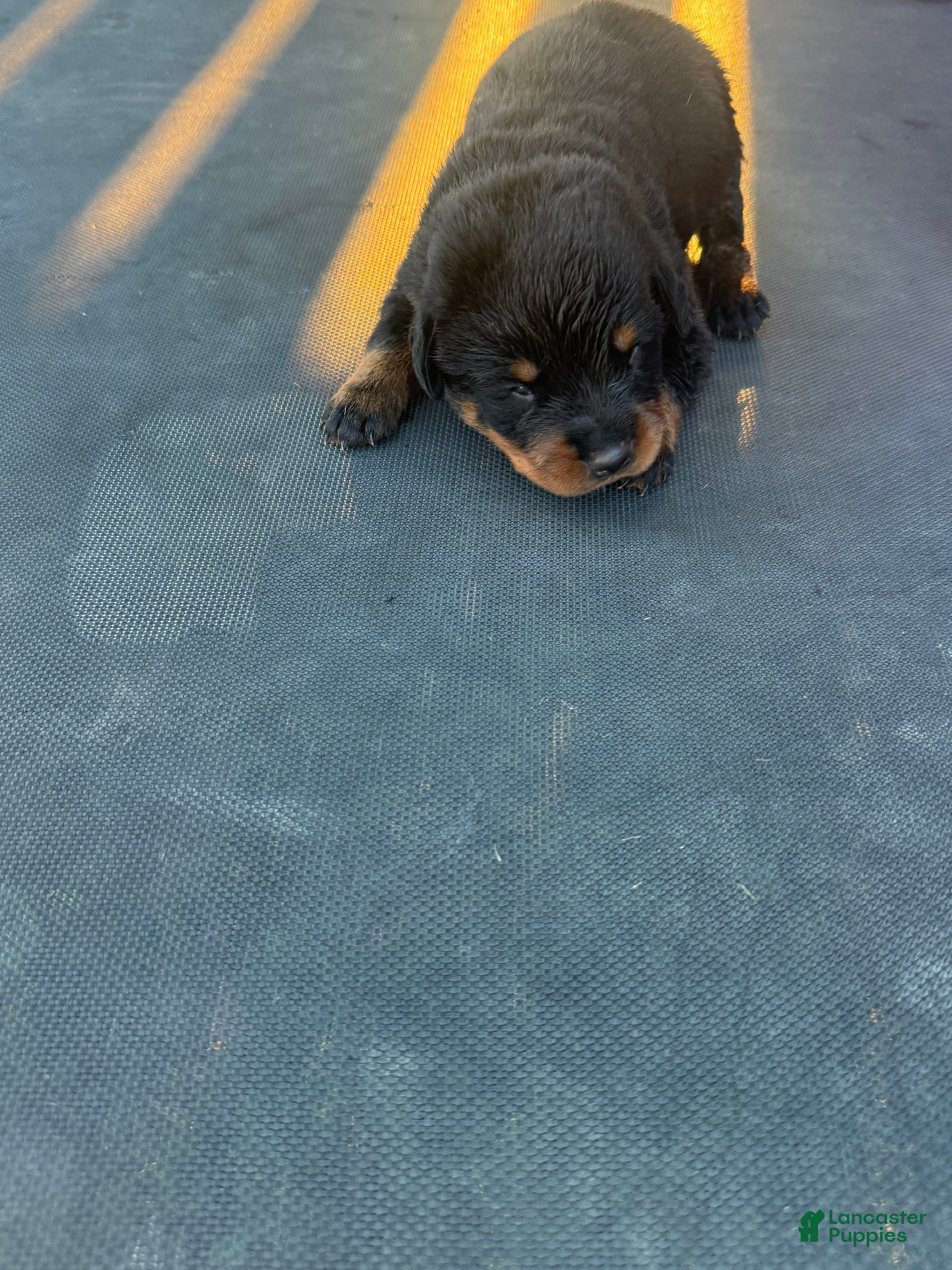 Rottweiler dogs Rottweiler 7 - Ad 9