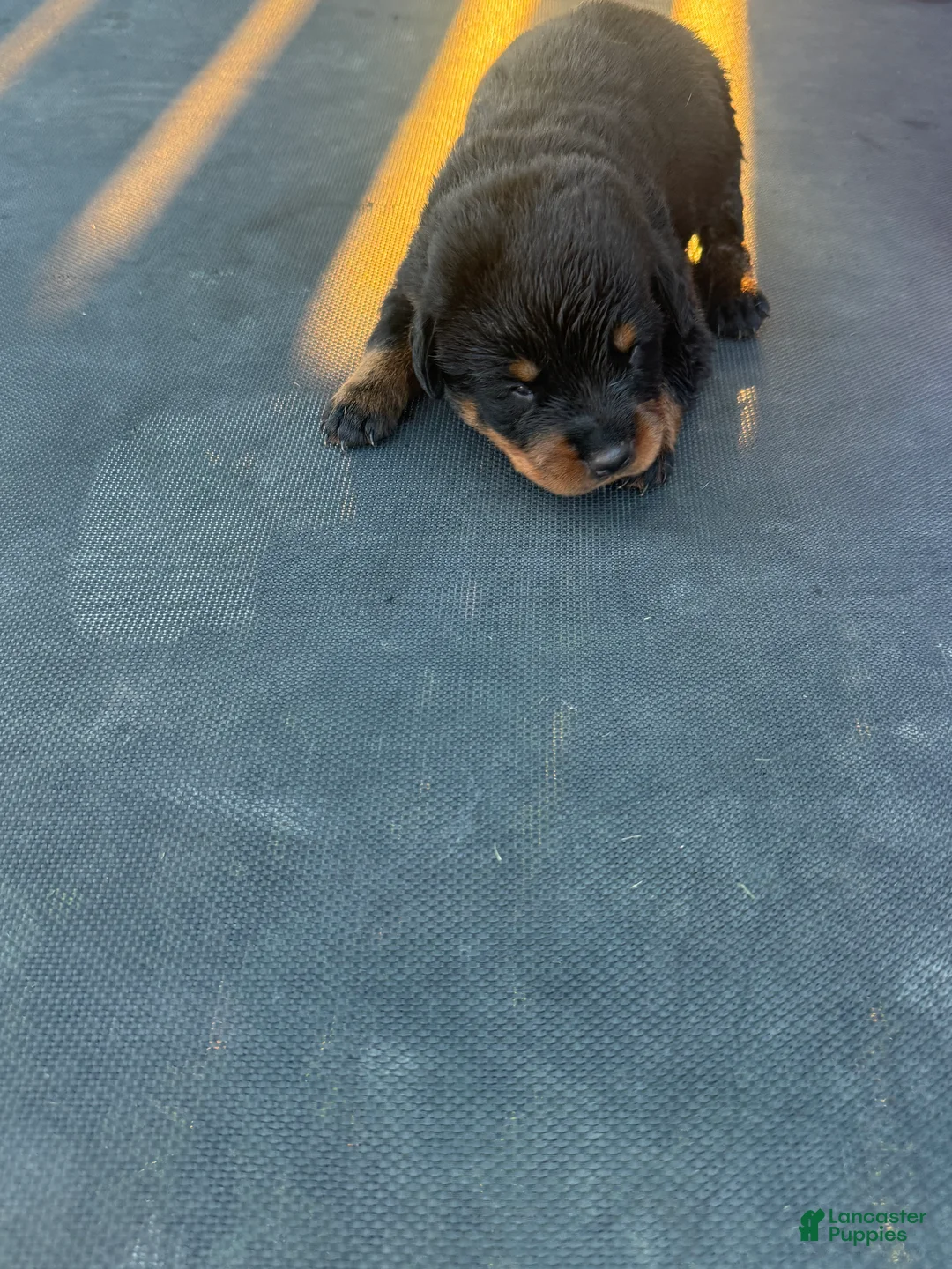 Rottweiler dogs for sale: Rottweiler 7 - Ad 1