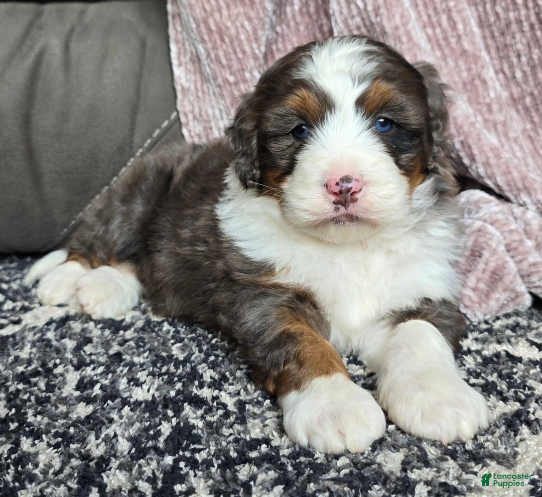 Mini Bernedoodle dogs for sale: Mini Bentley - Ad 9