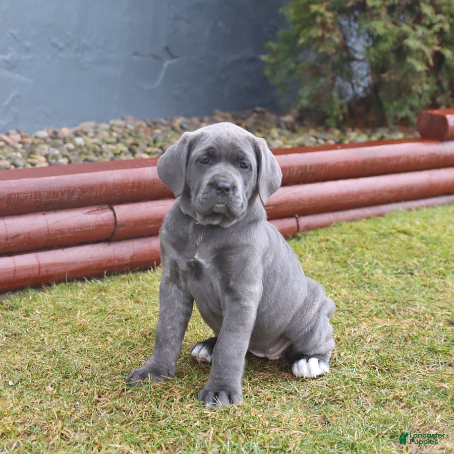 Cane Corso dogs Gipsy - Ad 1