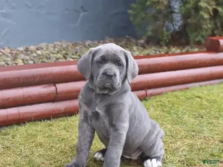 Cane Corso dogs for sale: Gipsy - Ad 1