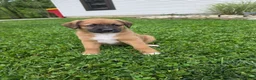 Mixed Breed dogs for sale: Mia - Ad 8