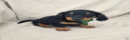 Miniature Dachshund dogs for sale: BRADY - Ad 5