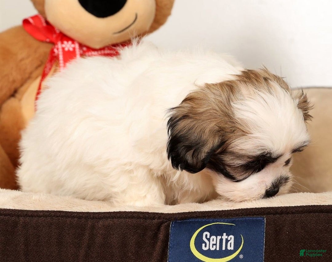 Malshi dogs for sale: Timmy - Ad 5