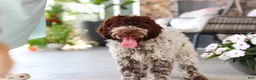 Lagotto Romagnolo dogs for sale: Leo - Ad 11