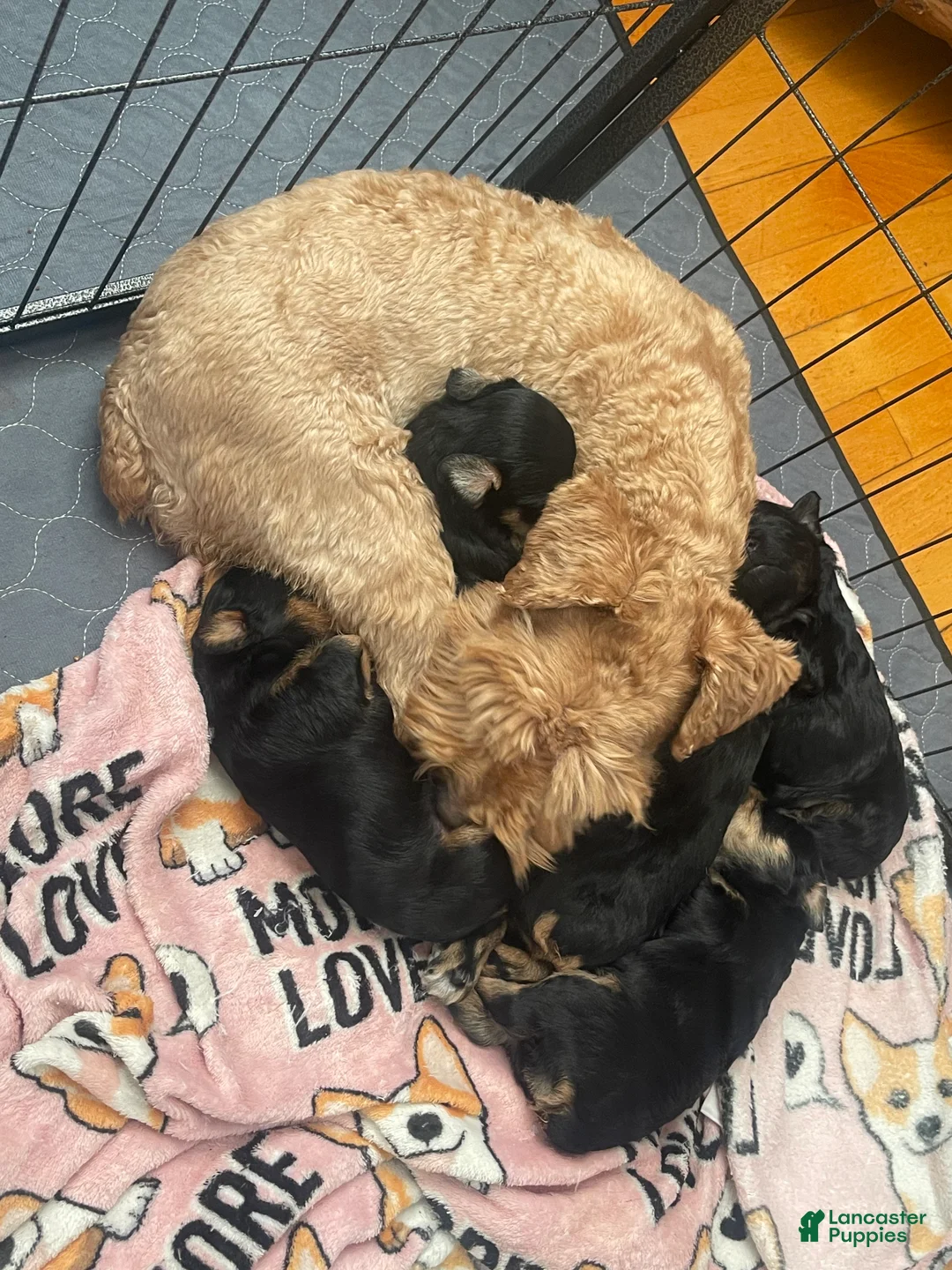 Miniature Schnauzer dogs for sale: Miniature Schnauzer Puppy 1 - Ad 7