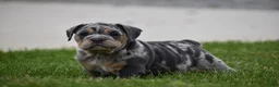 Beabull dogs for sale: Athena  - Ad 5