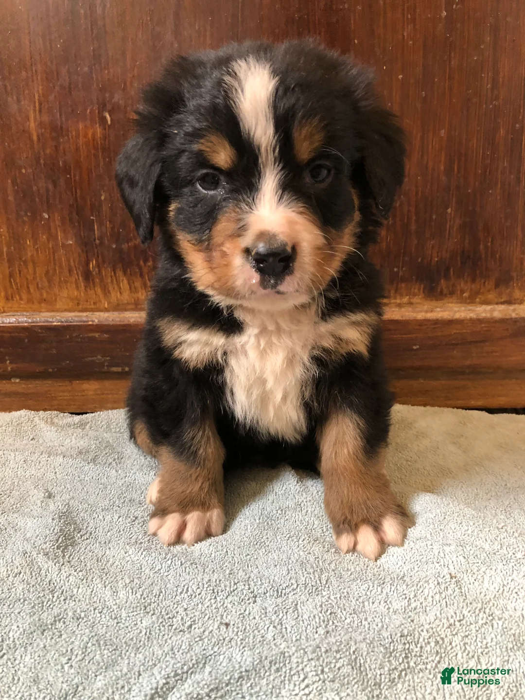 Bernese Mountain Dog dogs for sale: Bernese Mountain Dog Puppy 2 - Ad 1