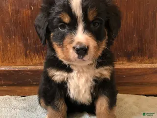 Bernese Mountain Dog dogs Bernese Mountain Dog Puppy 2 - Ad 30