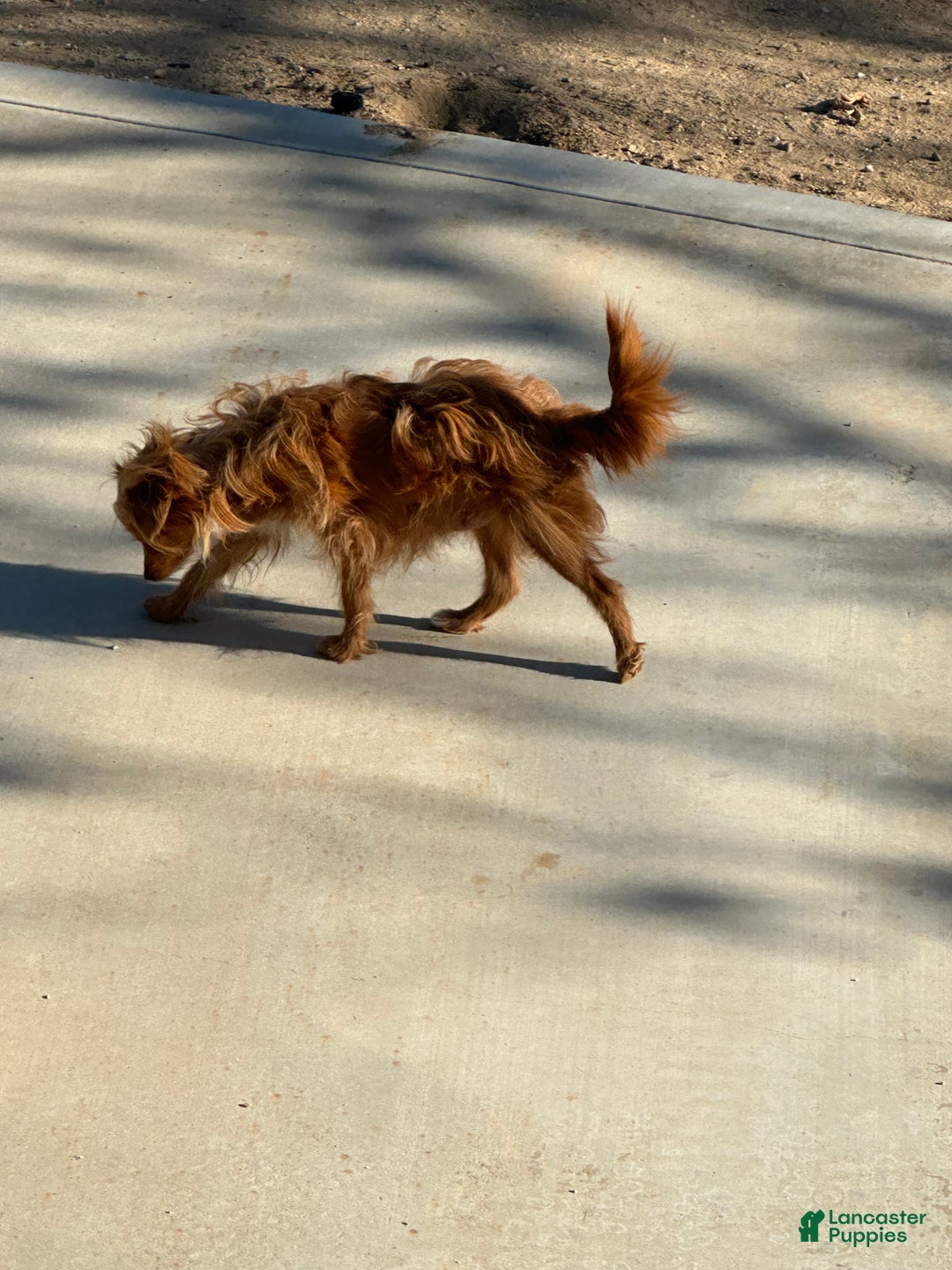 Mixed Breed dogs for sale: Mixed Breed Puppy 3 - Ad 12