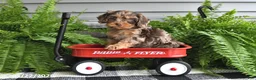 Cavapoo dogs for sale: Violet - Ad 4