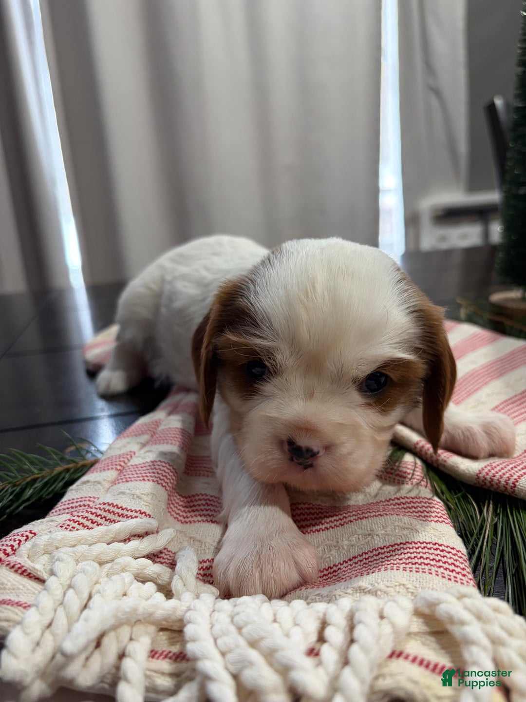 Cavalier King Charles Spaniel dogs for sale: Shepherd  - Ad 5