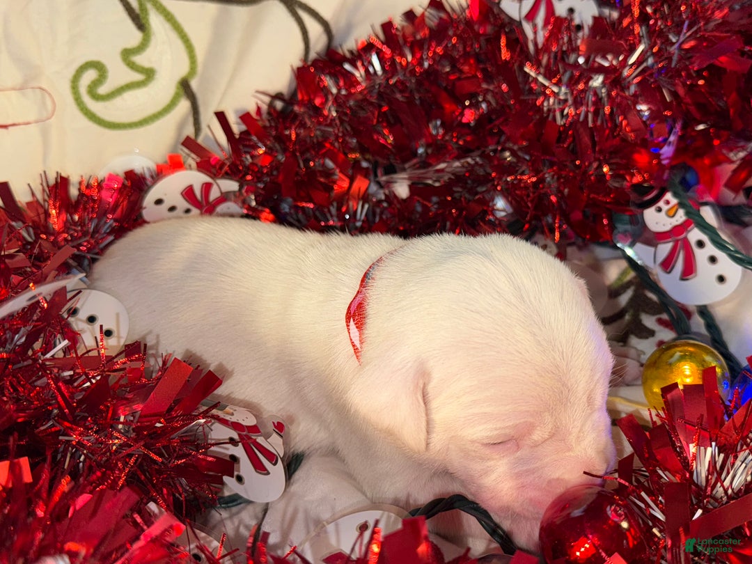 Mixed Breed dogs for sale: Puffball - Ad 6