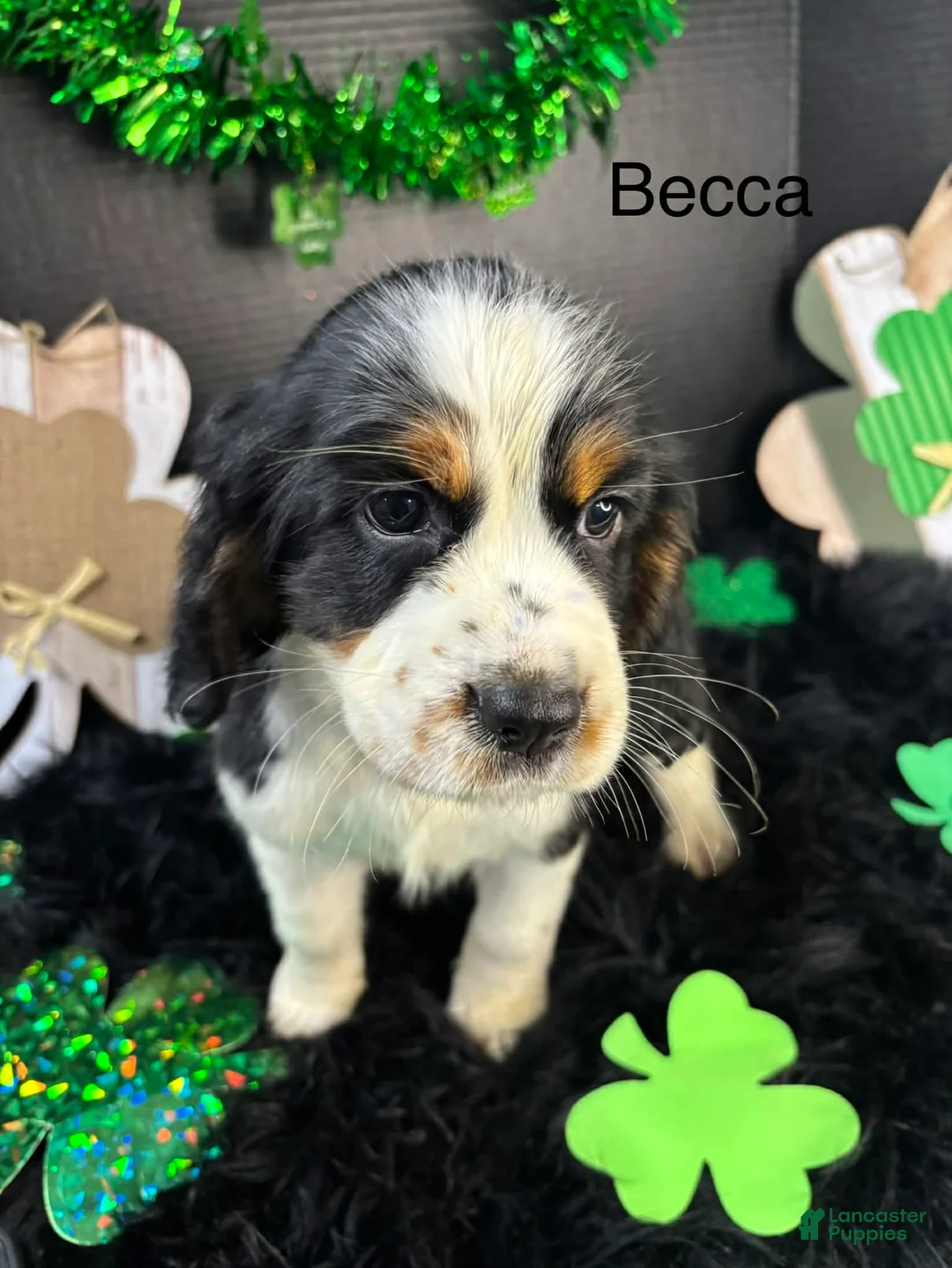 English Springer Spaniel dogs for sale: Becca - Ad 1