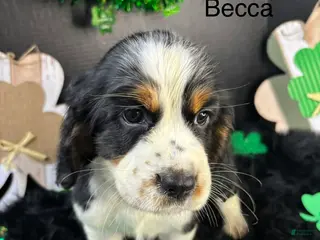 English Springer Spaniel dogs Becca - Ad 10