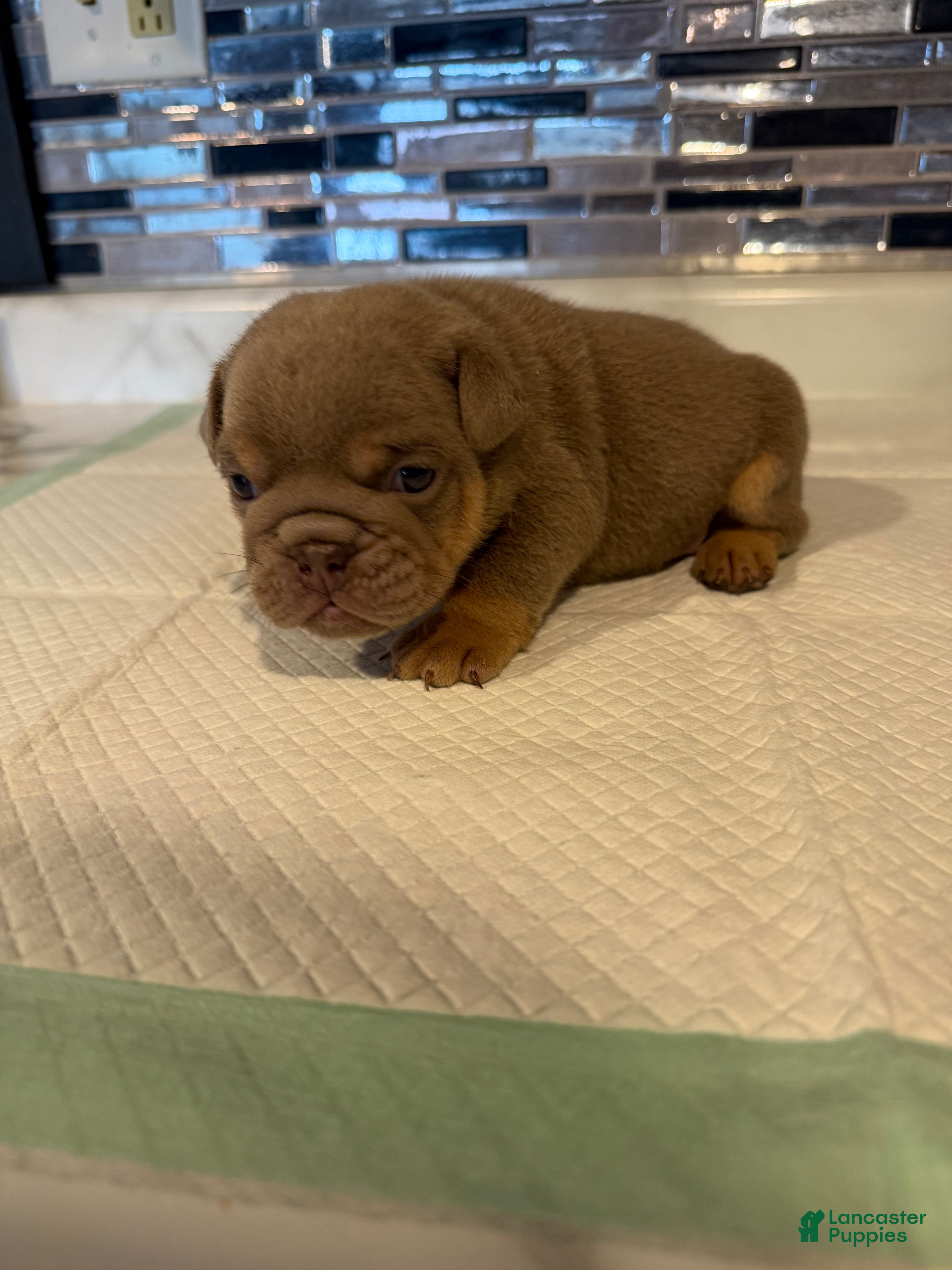 English Bulldog dogs Lilac full suit male - Ad 25