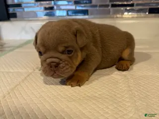 English Bulldog dogs Lilac full suit male - Ad 41