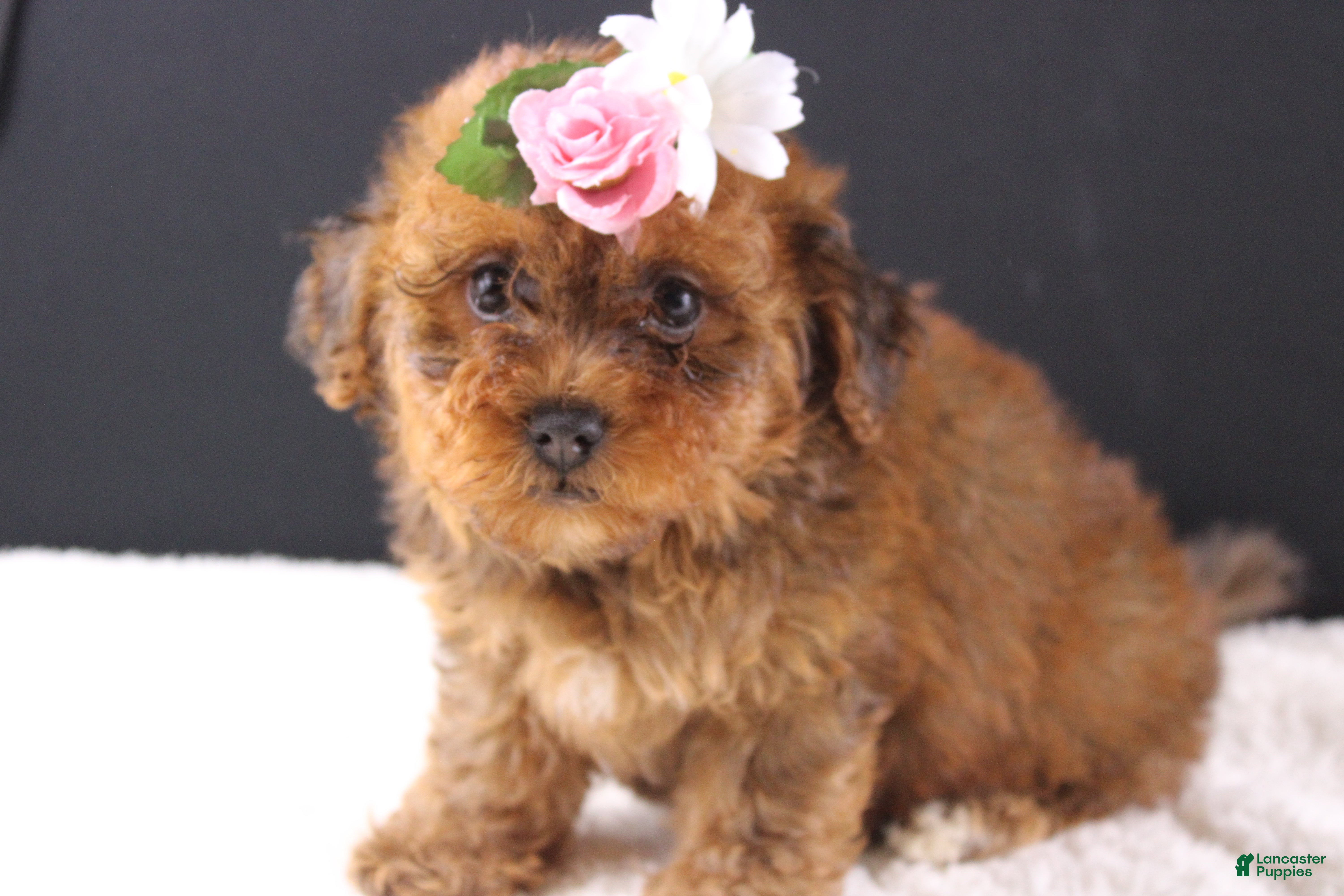 Shihpoo dogs LuLu - Ad 6