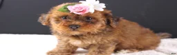 Shihpoo dogs for sale: LuLu - Ad 1