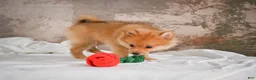 Pomeranian dogs for sale: FLOWER - Ad 7