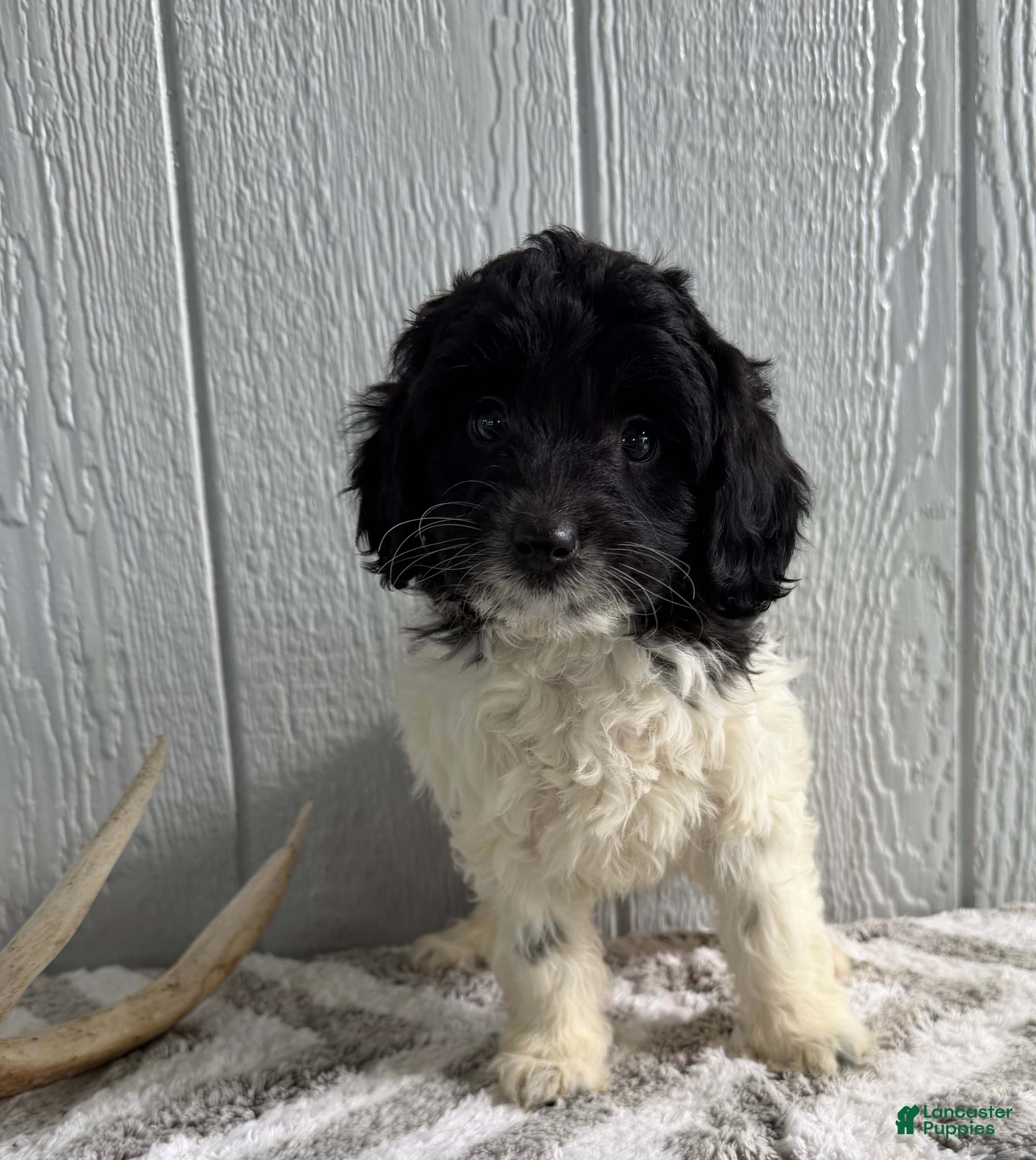 Mini Bernedoodle dogs Lexi - Ad 1