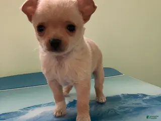 Chihuahua dogs Akc Tinker - Ad 33