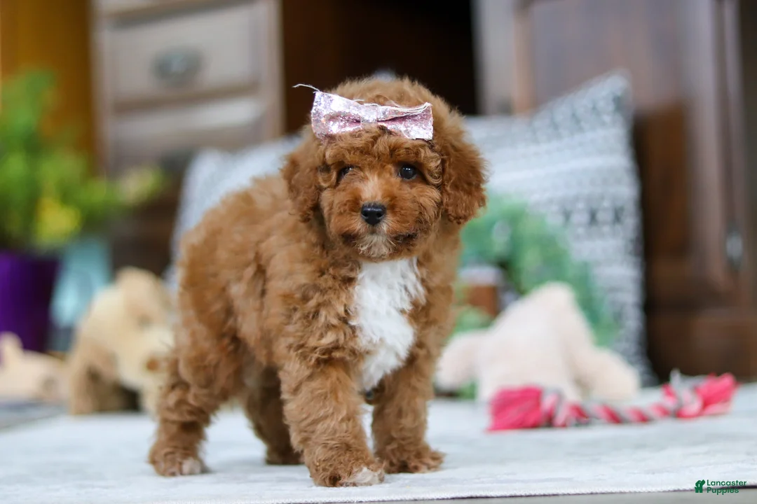 Miniature Poodle dogs for sale: Lisa - Ad 2