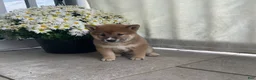 Shiba Inu dogs for sale: Cleo - Ad 5
