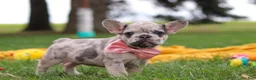 French Bulldog dogs for sale: Lottie - Ad 1