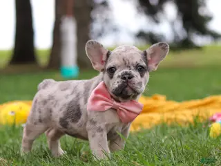 French Bulldog dogs for sale: Lottie - Ad 4