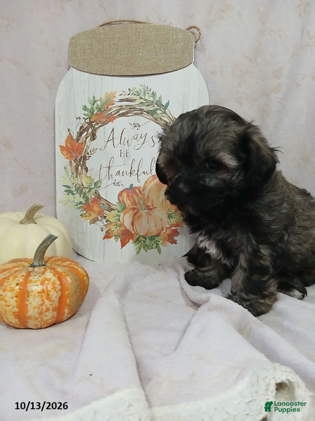 Teddy Bear dogs for sale: Lila - Ad 5