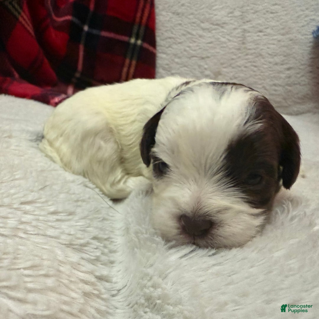 Shihpoo dogs for sale: Oliver  - Ad 12