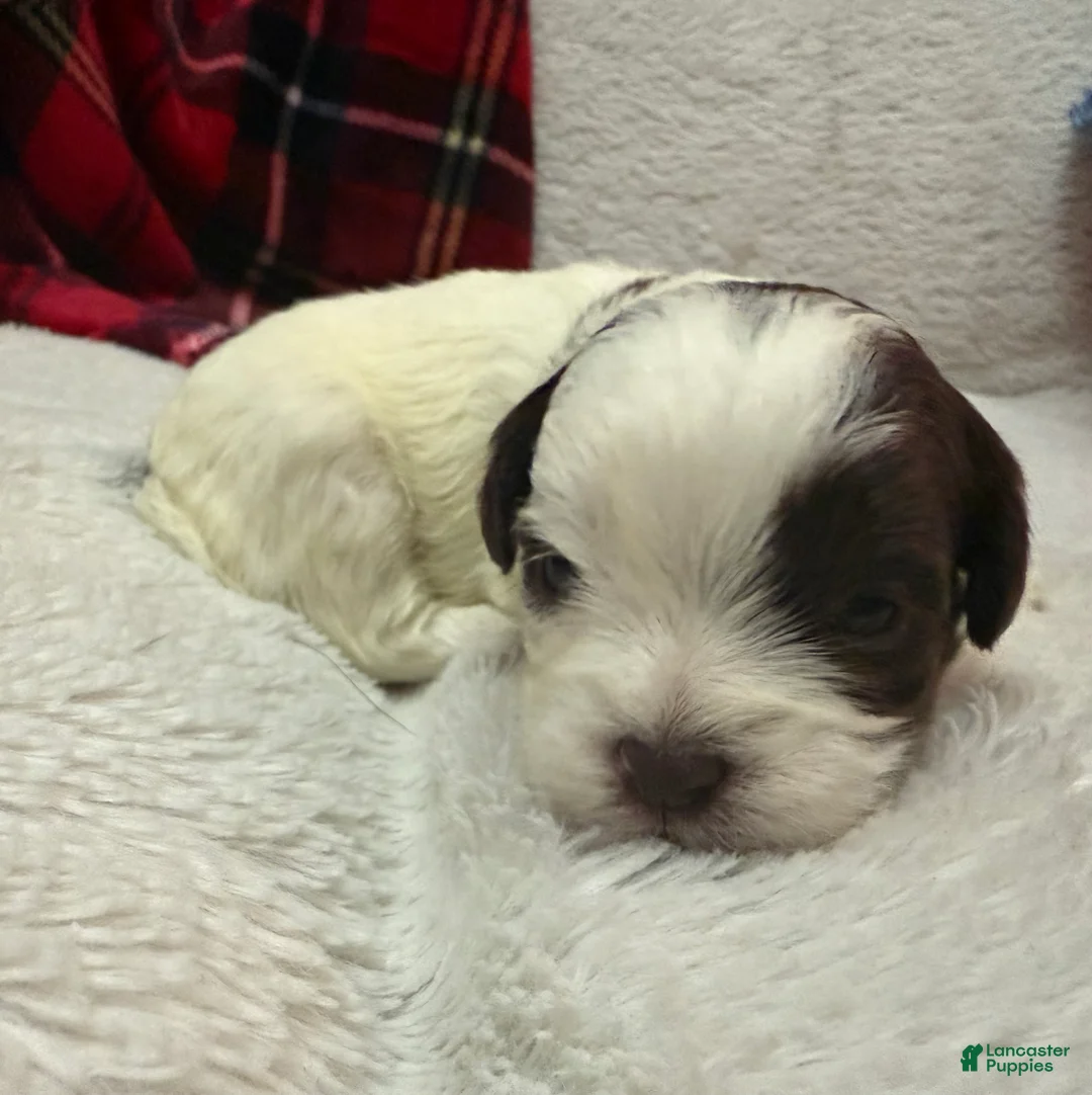 Shihpoo dogs for sale: Oliver  - Ad 13