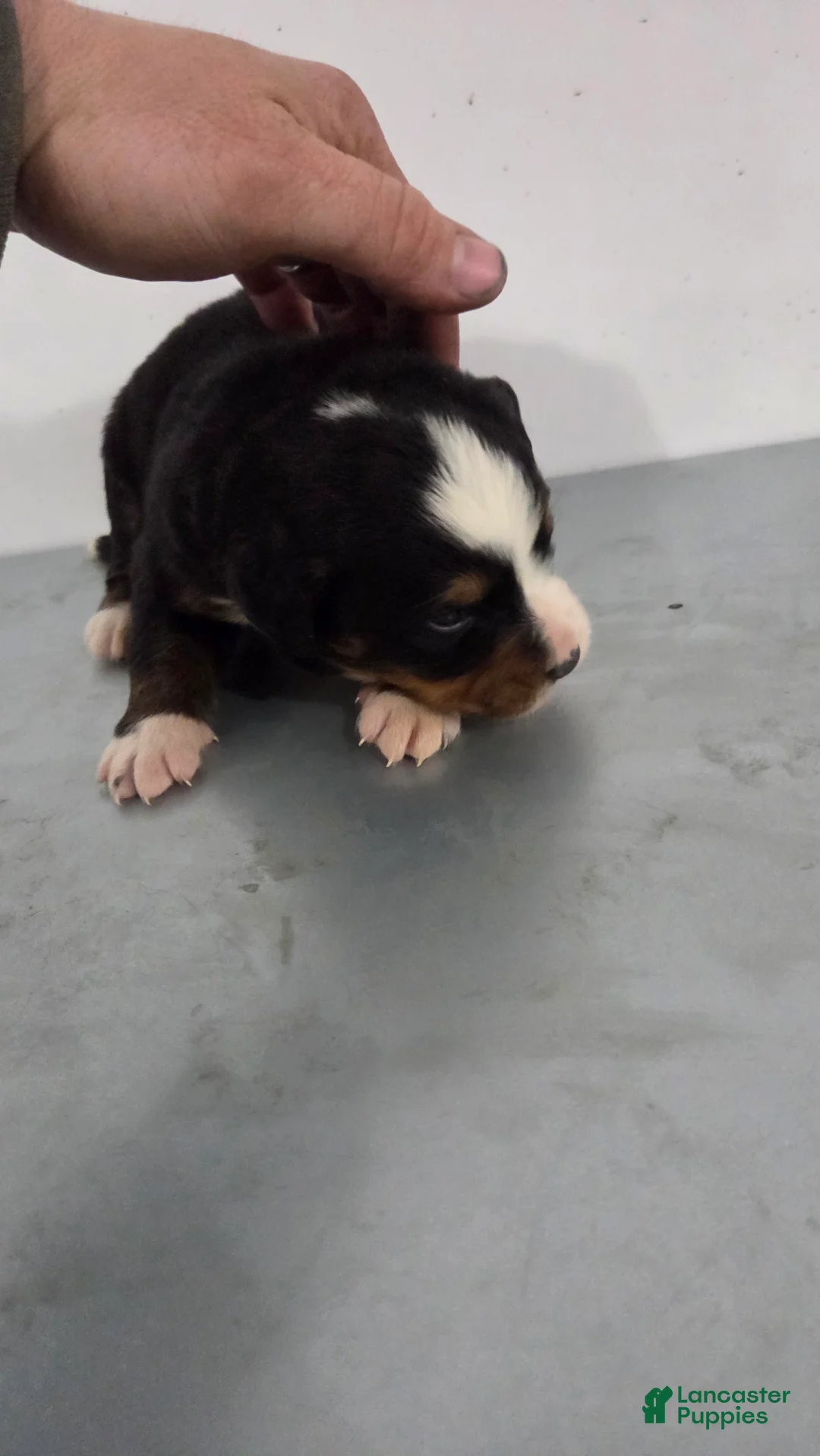 Bernese Mountain Dog dogs for sale: Bernese Mountain Dog Puppy 1 - Ad 2