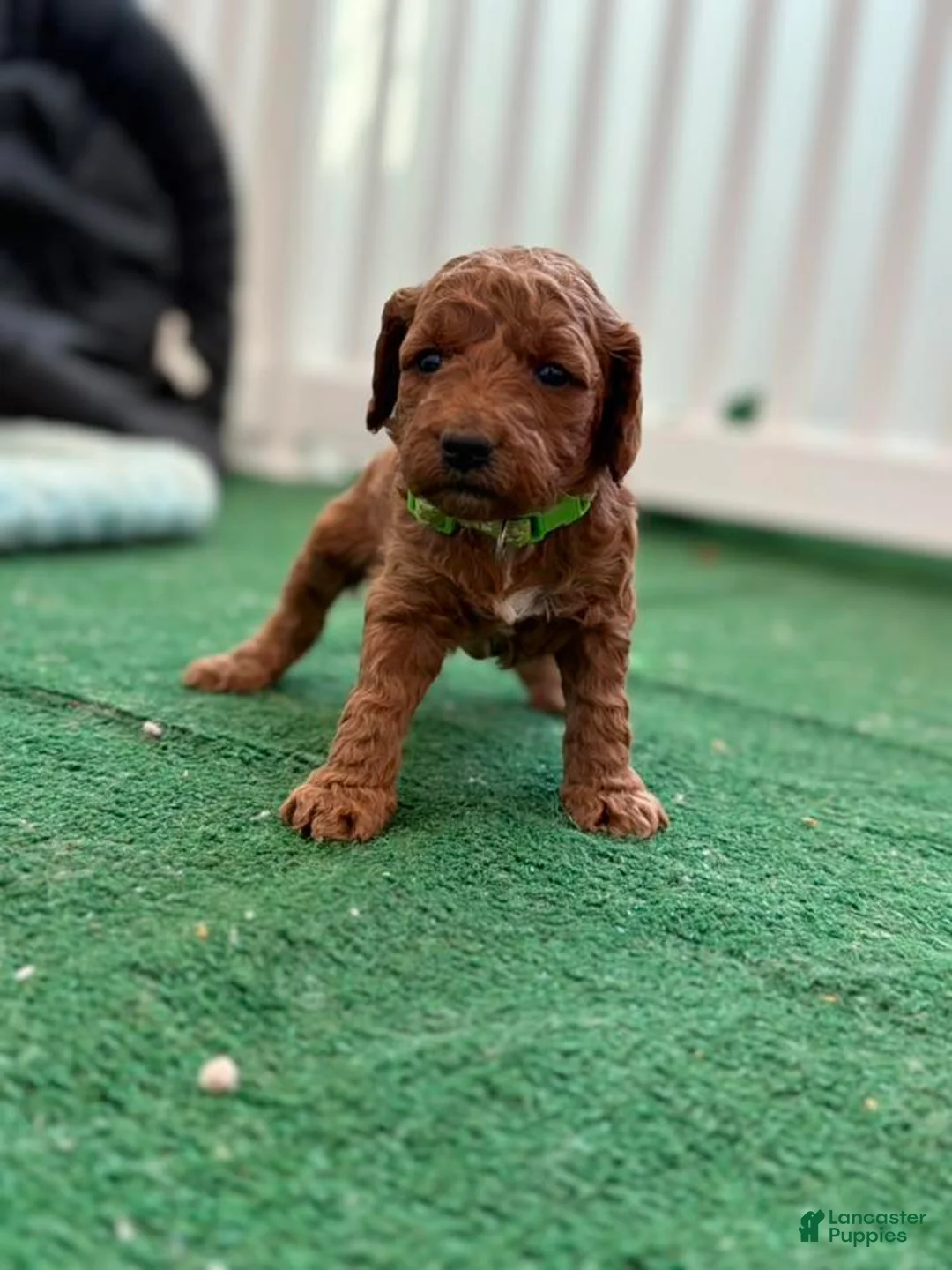 Mini Goldendoodle dogs for sale: green collar girl - Ad 4