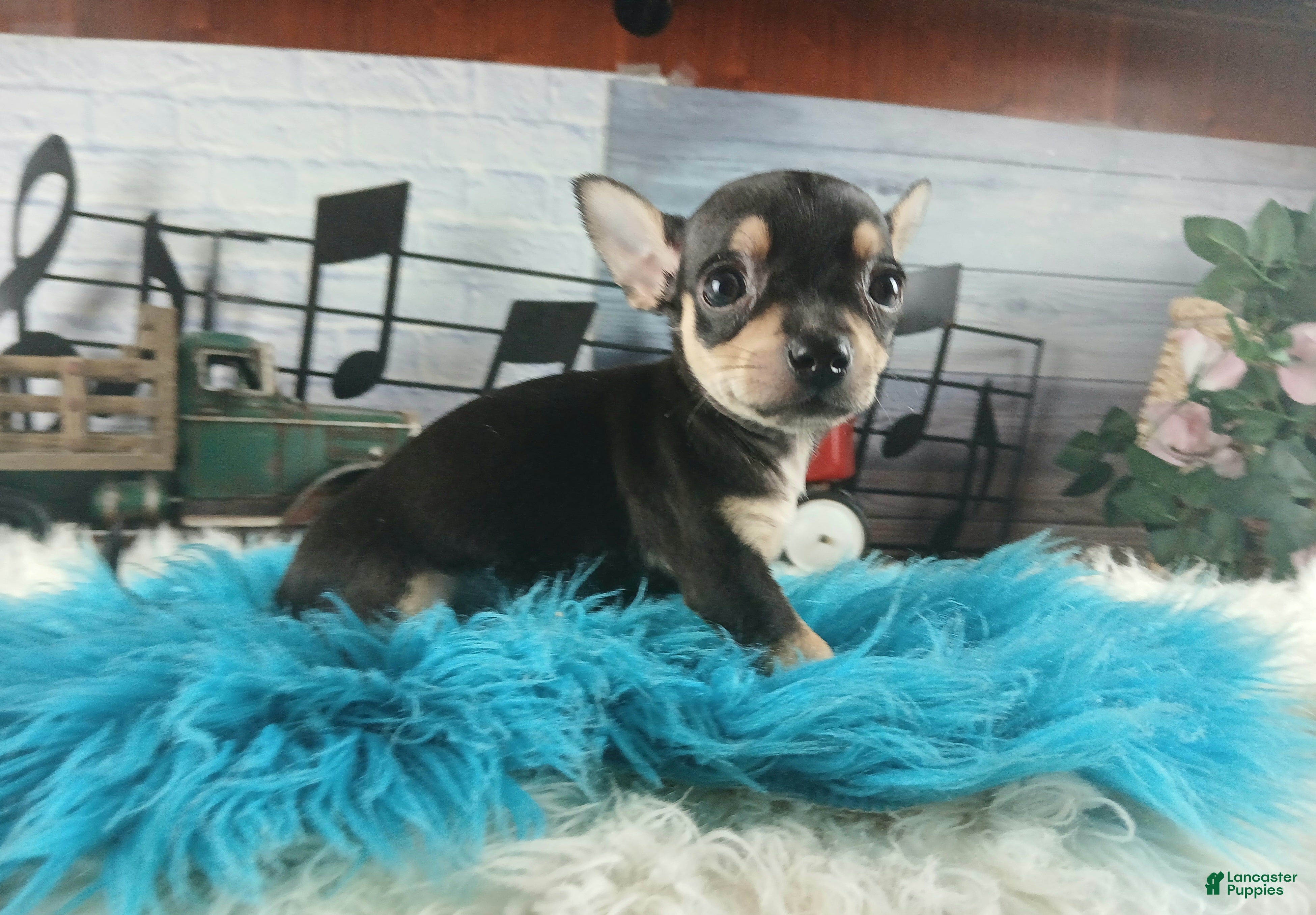 Chihuahua dogs Tiny blk tan boy Hand Delivery  - Ad 11