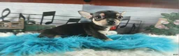 Chihuahua dogs for sale: Tiny blk tan boy Hand Delivery  - Ad 1