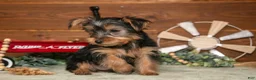 Yorkshire Terrier dogs for sale: Louie - Ad 3