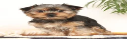 Yorkshire Terrier dogs for sale: Bowie - Ad 4