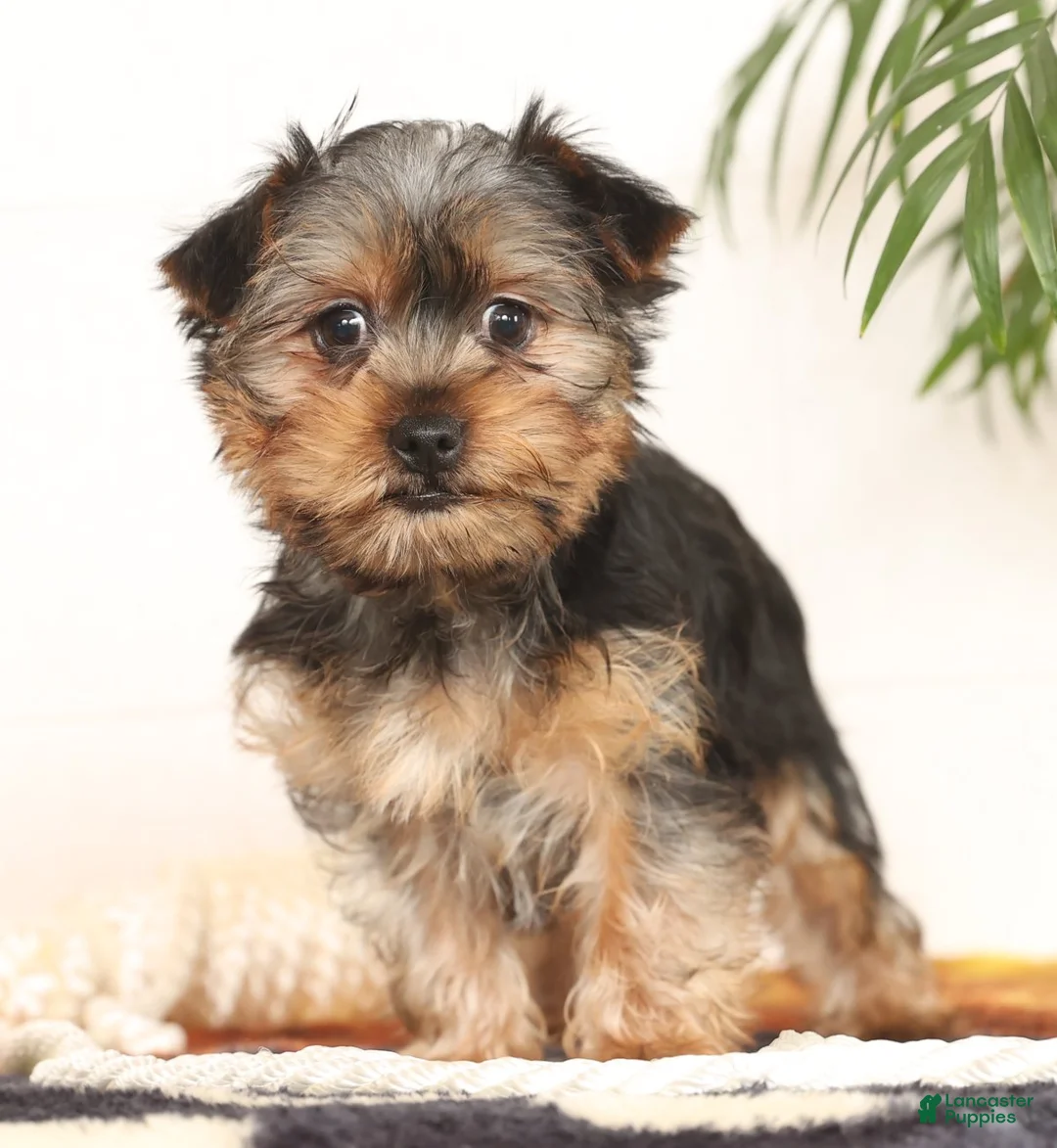 Yorkshire Terrier dogs for sale: Bowie - Ad 4