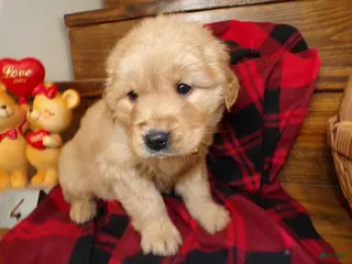Golden Retriever dogs Golden Retriever Puppy 3 Duffy - Ad 36