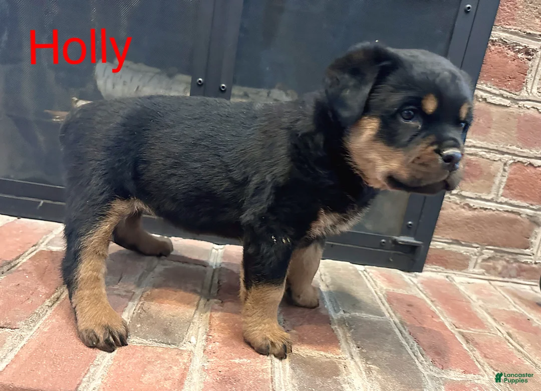 Rottweiler dogs for sale: Holly - Ad 3