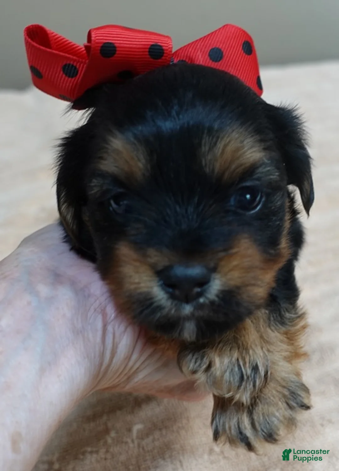 Yorkshire Terrier dogs for sale: Peyton - Ad 2