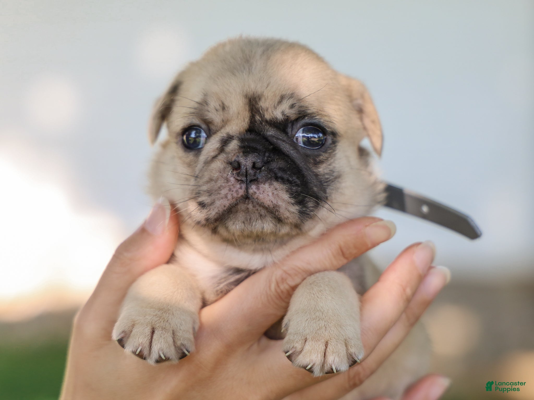 Pug dogs Arlin Purebred Pug - Ad 2