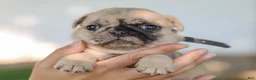 Pug dogs for sale: Arlin Purebred Pug - Ad 5