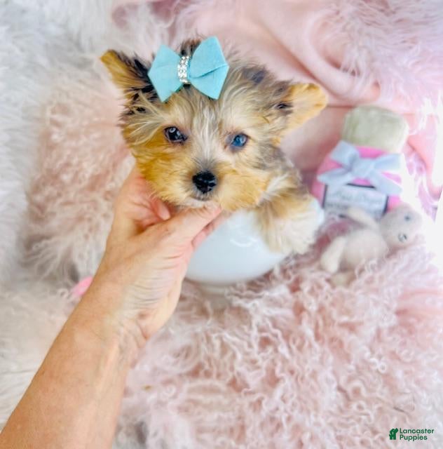 Yorkshire Terrier dogs Yorkshire Terrier Puppy 1 - Ad 13