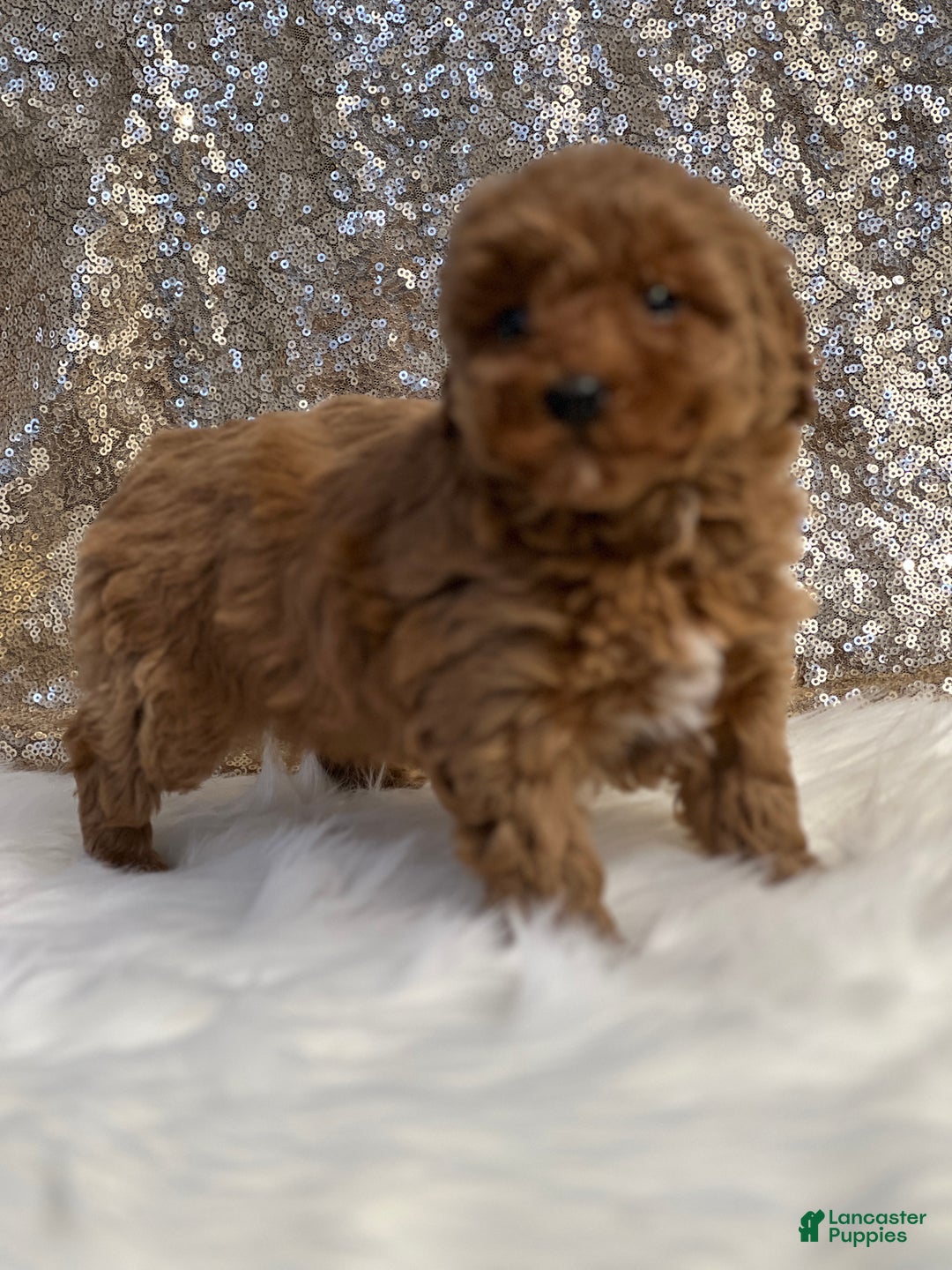 Miniature Poodle dogs for sale: Candy  - Ad 2