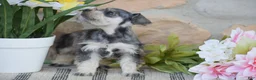 Miniature Schnauzer dogs for sale: Triscuit - Ad 6